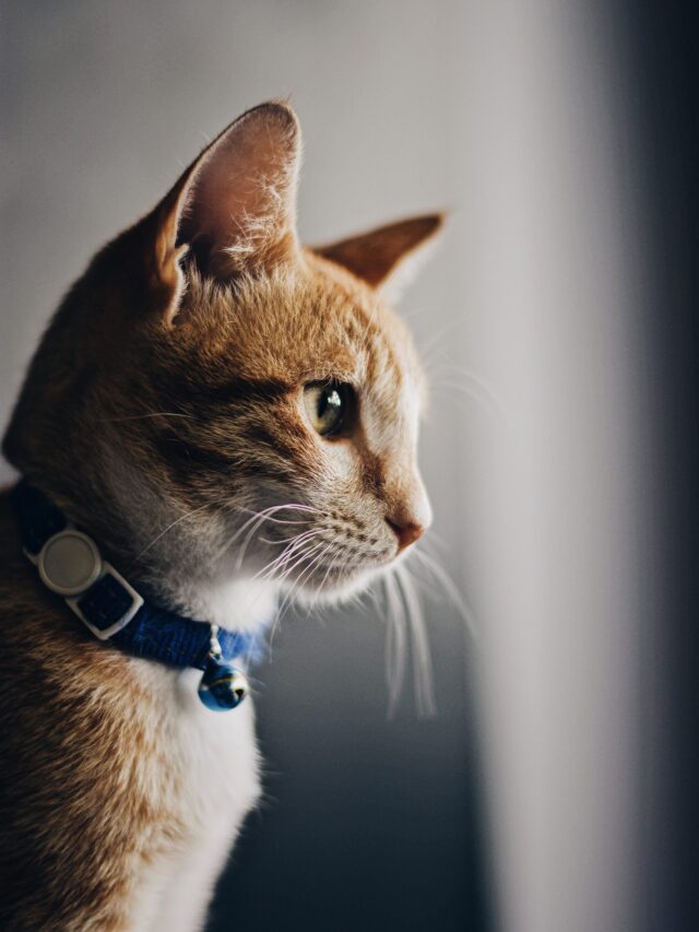 alex-nicolopoulos-hxn2HjZHyQE-unsplash