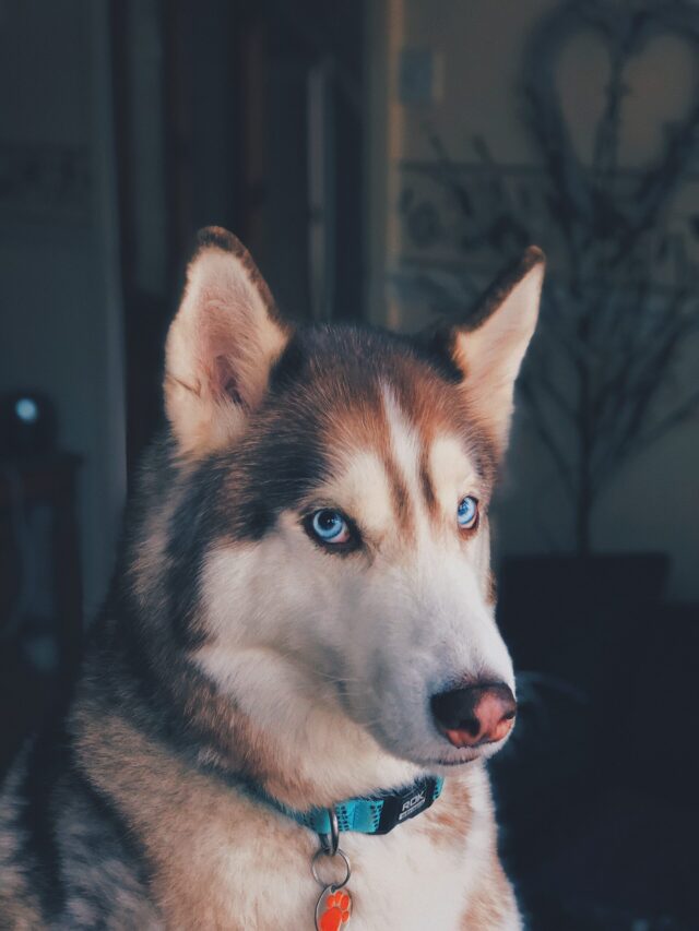 ash-v0_MCllHY9M-unsplash