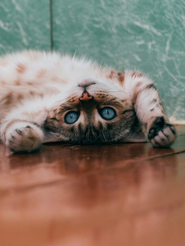 daria-shatova-46TvM-BVrRI-unsplash