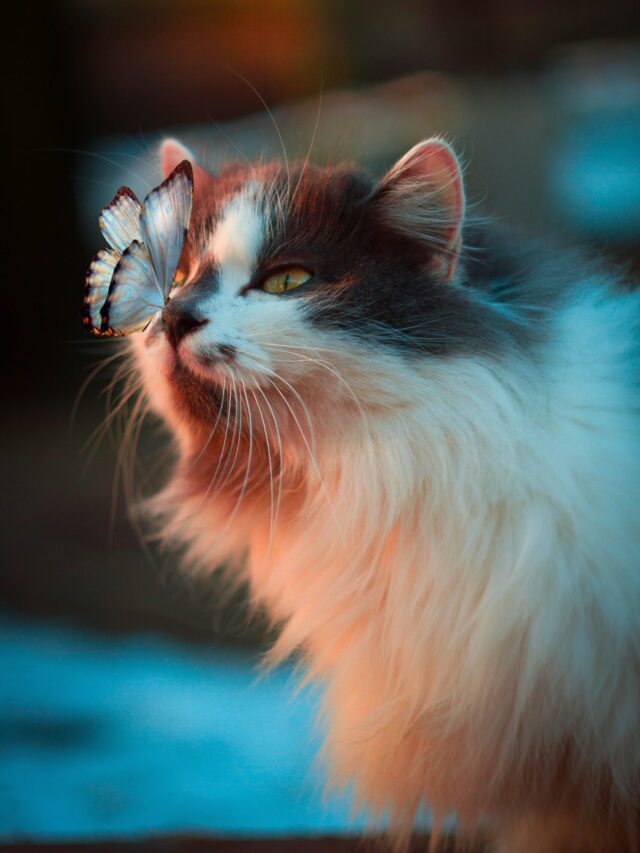 karina-vorozheeva-rW-I87aPY5Y-unsplash