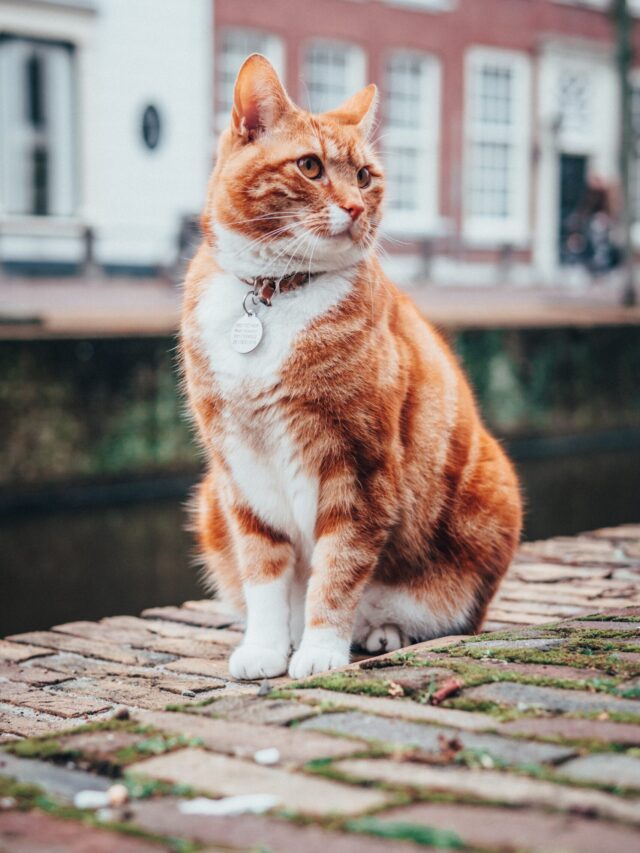 lloyd-dirks-R1oSj2m-7Ks-unsplash