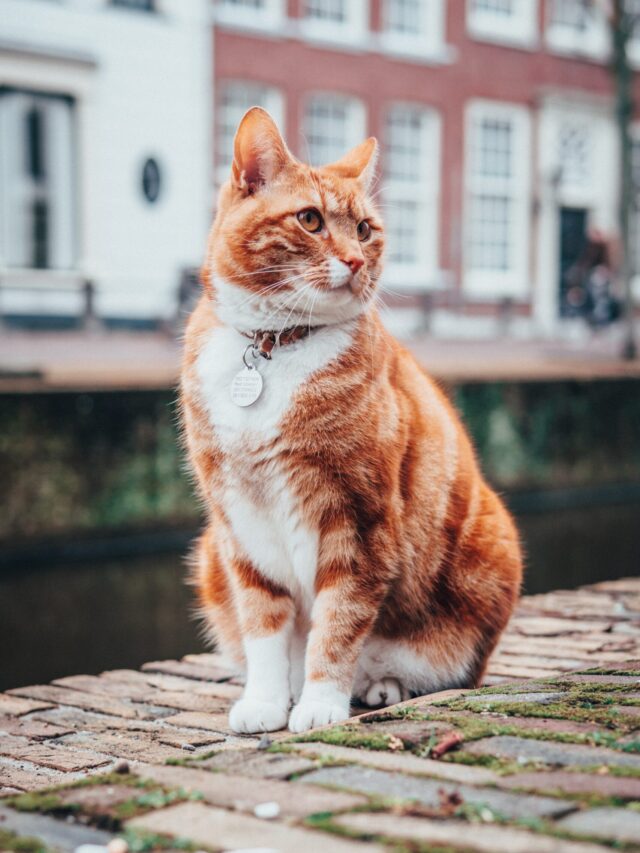 lloyd-dirks-R1oSj2m-7Ks-unsplash
