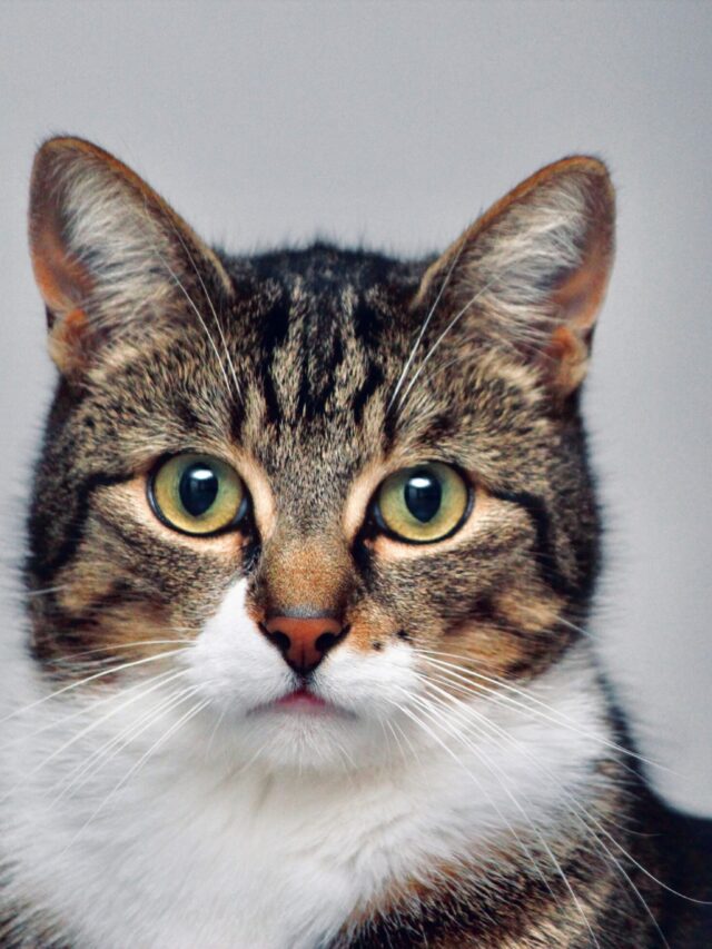 lloyd-henneman-mBRfYA0dYYE-unsplash