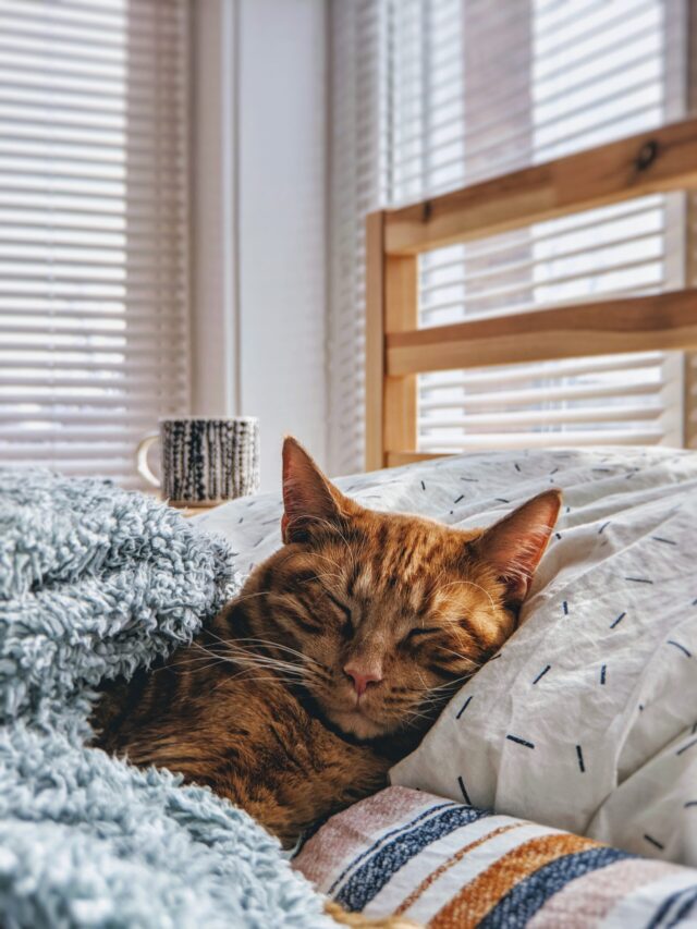 modcatshop-pdALzg0yN-8-unsplash