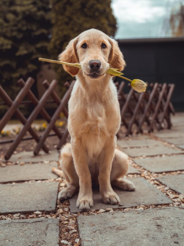 richard-brutyo-Sg3XwuEpybU-unsplash