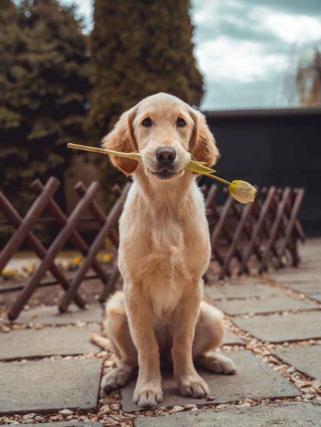 richard-brutyo-Sg3XwuEpybU-unsplash