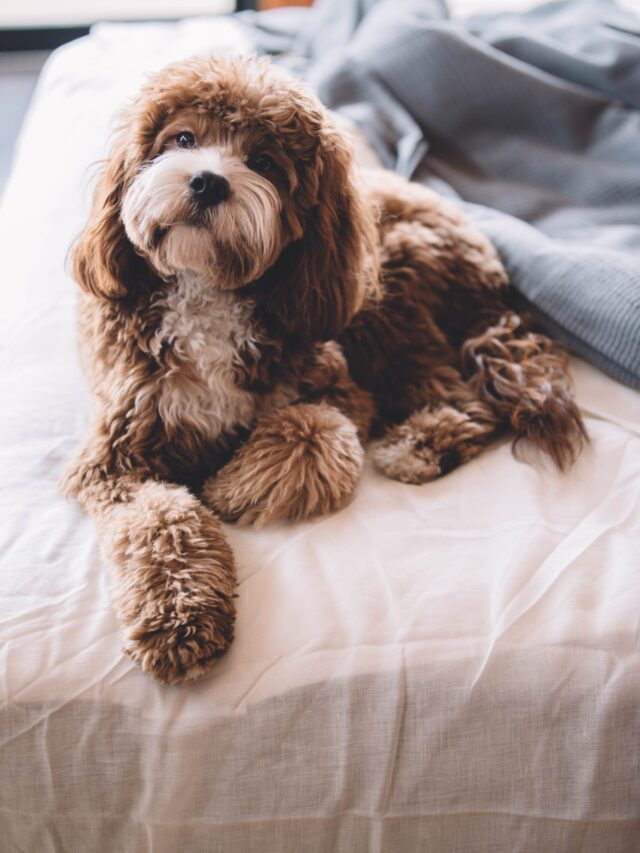 roberto-nickson-gRHEt2kF3NU-unsplash