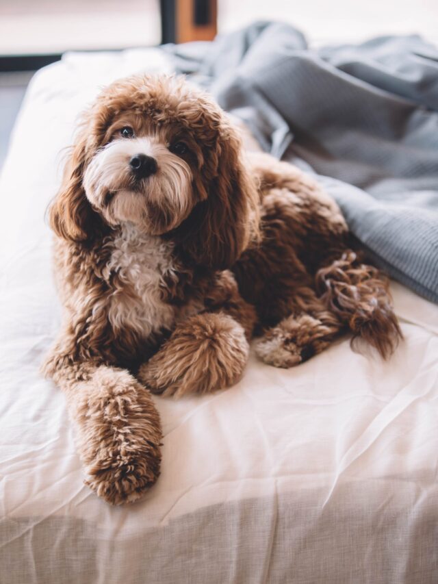 roberto-nickson-gRHEt2kF3NU-unsplash