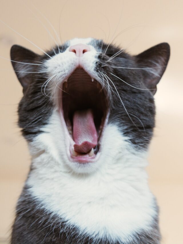 steffi-pereira-HlI03bNHhBI-unsplash