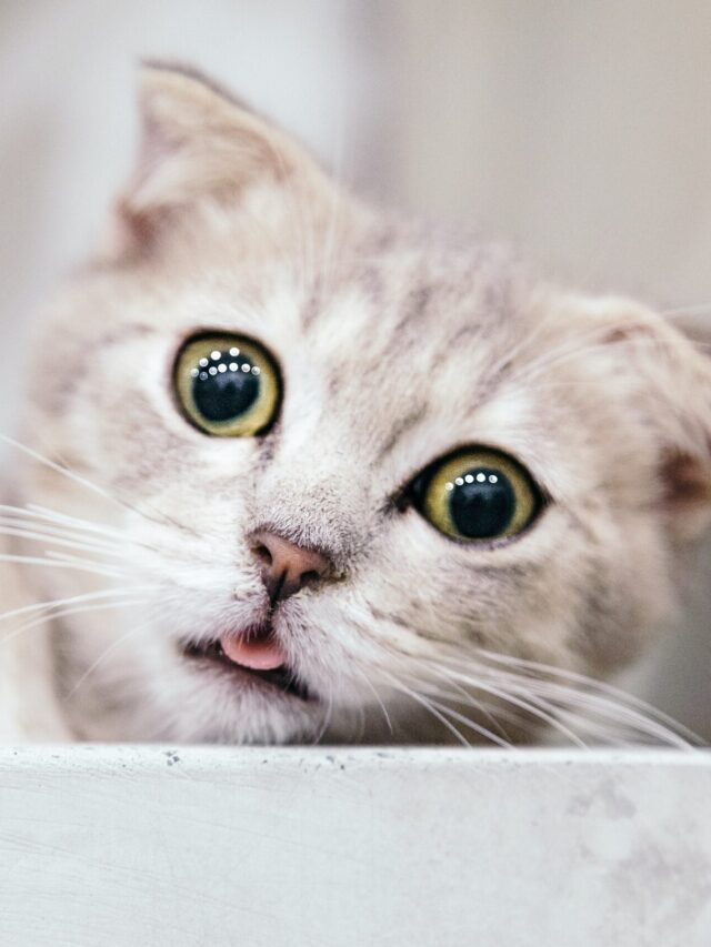 tran-mau-tri-tam-FbhNdD1ow2g-unsplash (1)