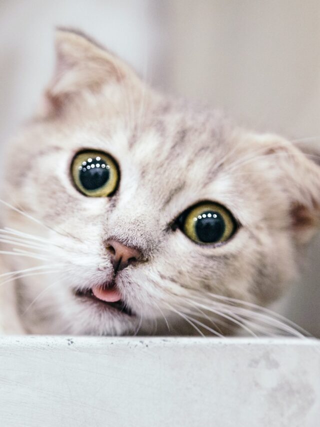 tran-mau-tri-tam-FbhNdD1ow2g-unsplash (1)