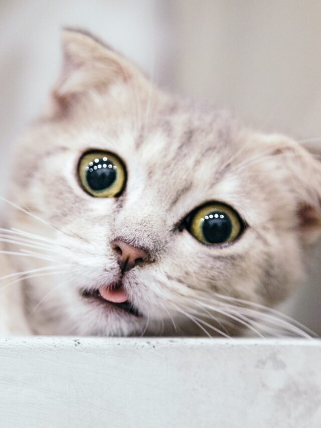 tran-mau-tri-tam-FbhNdD1ow2g-unsplash