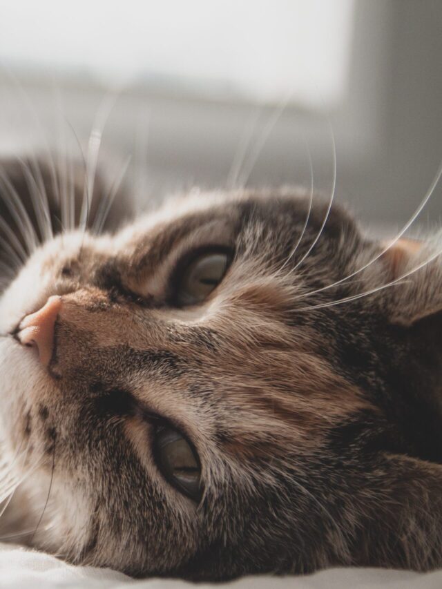 zeke-tucker-gSSK4u8yPpM-unsplash